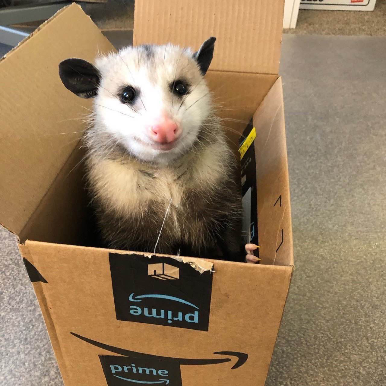 It's an opossum in an amazon box